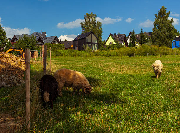 Sheep are grazing in the pasture. Rural scene.Sölden - Germany.