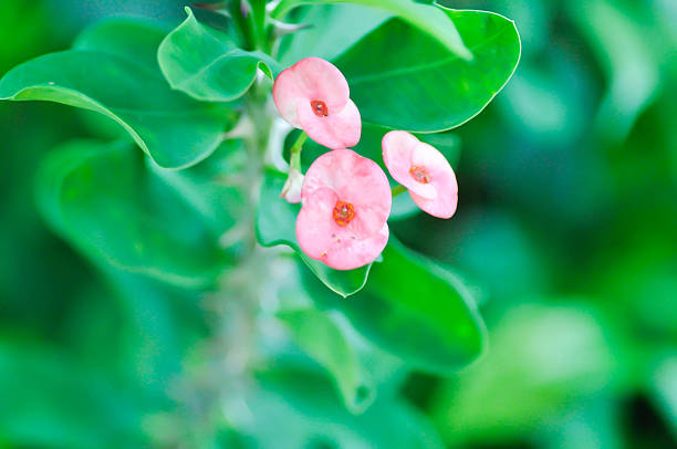 Christ Thorn, Euphorbia milii or Euphorbiaceae or pink flower