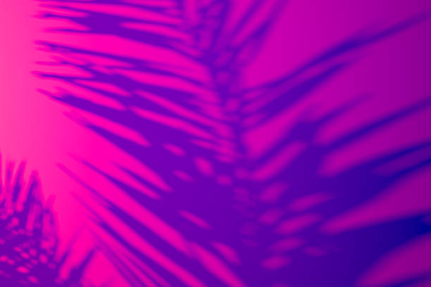 istock Abstract tropical palm leaf shadows on a vibrant pink and purple gradient background. Minimal summer design with exotic foliage silhouettes and neon light effect, perfect for modern creative concepts. 2237095703