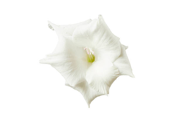 gladiolus macro