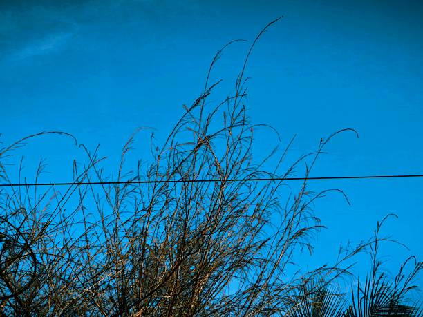 electric cables are above the pine tree leaves