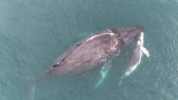 istock Mother Whale and Calf in Ocean 2237098526