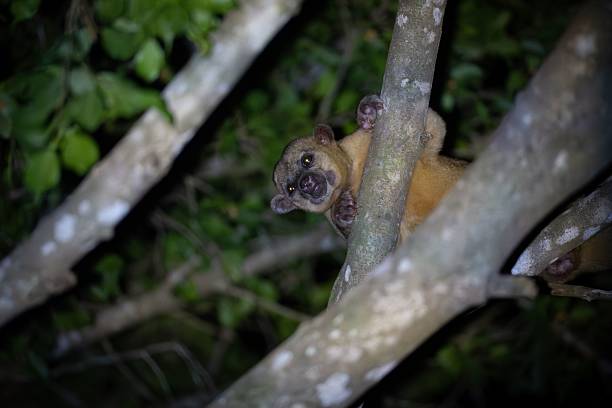 istock Nocturnal Kinkajou in Forest 2237098584