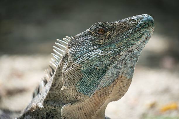 istock Close-up of a sunbathing iguana. 2237098629