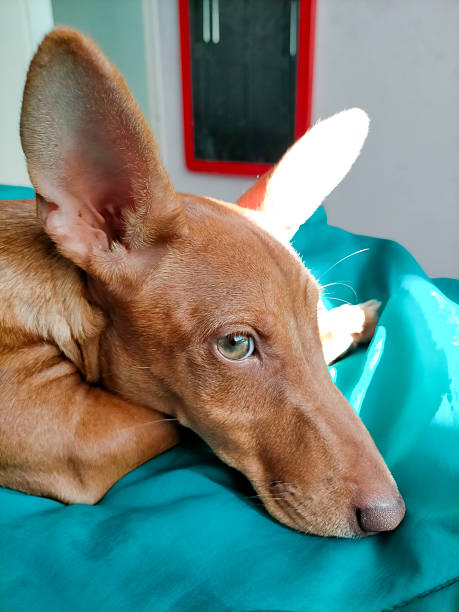 Young tan-colored Spanish Podenco and Bodeguero dog lying on a bed looking at the camera