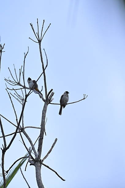 istock a pair of birds standing on a tree branch 2237099583