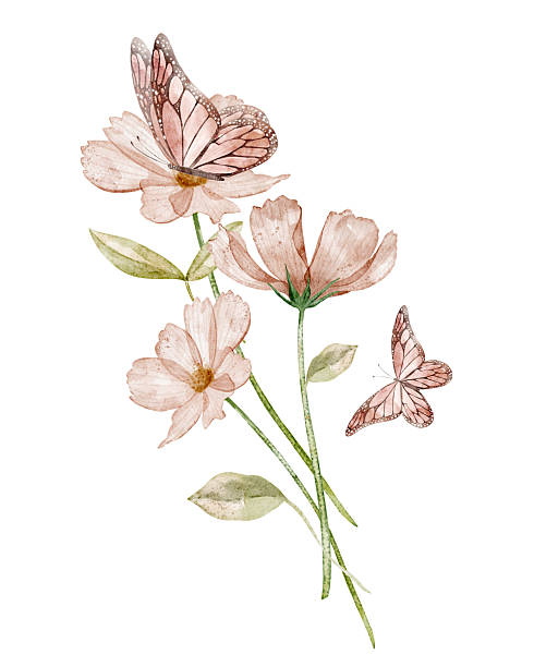 Watercolor pink pastel cosmos Flowers with Butterflies. Floral illustration with daisy and leaves. Botanical drawing for wedding greeting cards or invitations. Art with plants on isolated background.