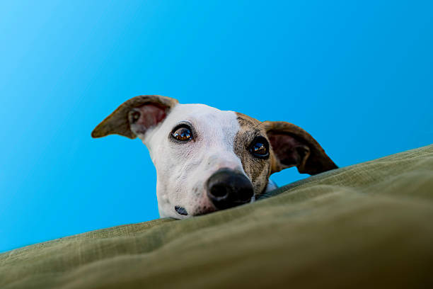 Whippet dog peeking playfully, showing curiosity and connection against a blue sky