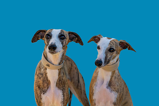 Two whippet dogs with brindle coat standing on a blue background in a studio