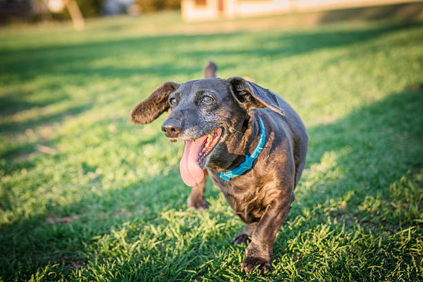 A lively black dog with a blue collar joyfully runs and plays in a grassy park under bright sunlight. The vibrant green background and the dog's playful demeanor radiate energy and happiness. This moment captures the essence of outdoor fun and companionship.