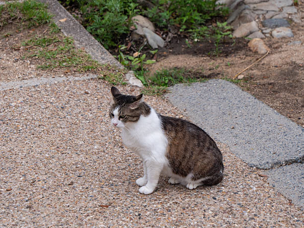 istock A wild stray cat walking in the park. 2237103883