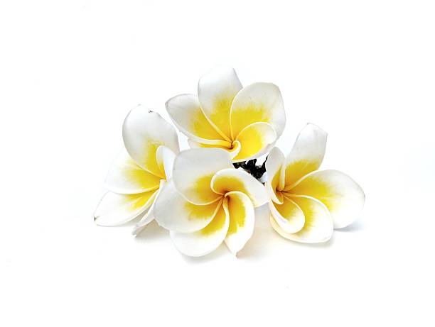 istock Beautiful frangipani flowers (plumeria alba) isolated on white background. 2237103912