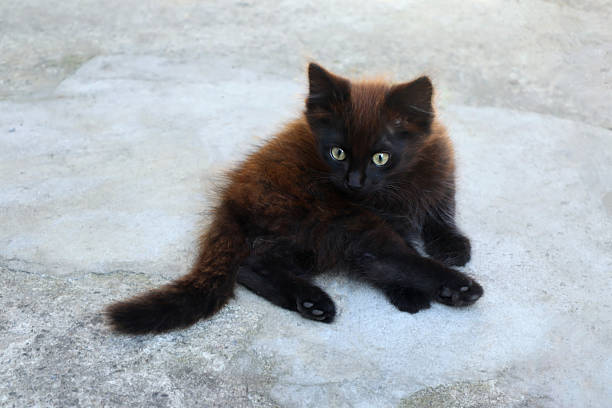 A cute black kitten is sitting on the asphalt