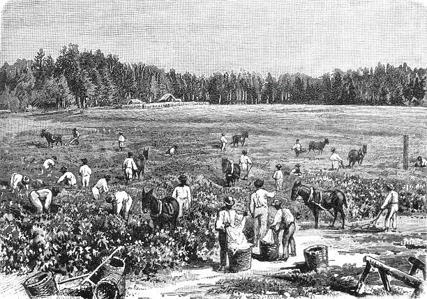 Cotton harvesting in South Carolina showing workers picking white cotton bolls in the fields with baskets and bags, representing the agricultural labor system of the post-Civil War South, old vintage illustration, 1899.