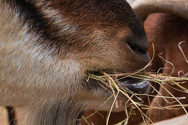 A close-up of a goat's jaw chewing hay. A brown goat eats dry grass