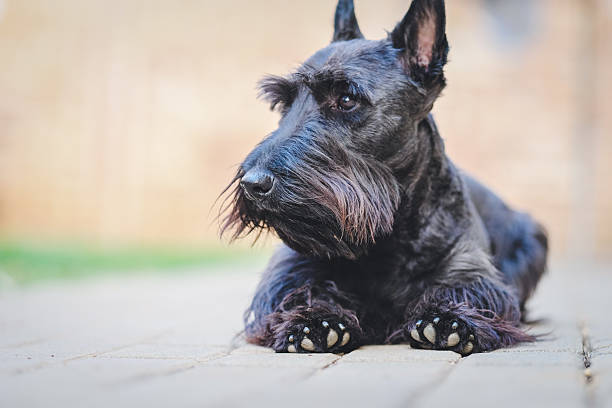 istock Black Scottish Terrier Lying Down On Pavement With Curious Expression, Cute Pet Portrait Outdoor Photography 2237108247
