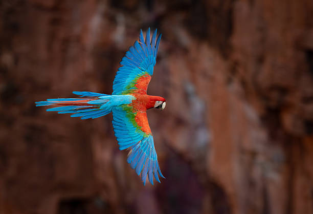 istock Red and Green Macaw in Brazil 2237108412