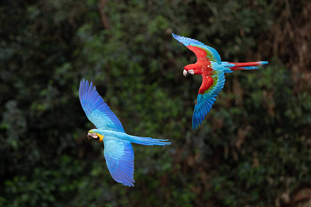 istock Red and Green Macaw in Brazil 2237108516