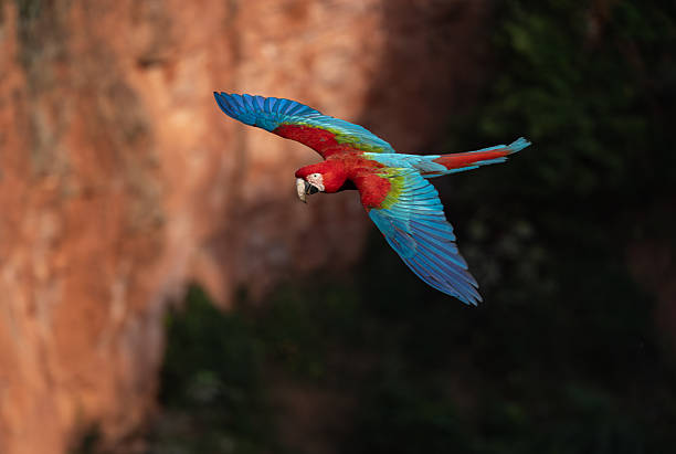istock Red and Green Macaw in Brazil 2237108562