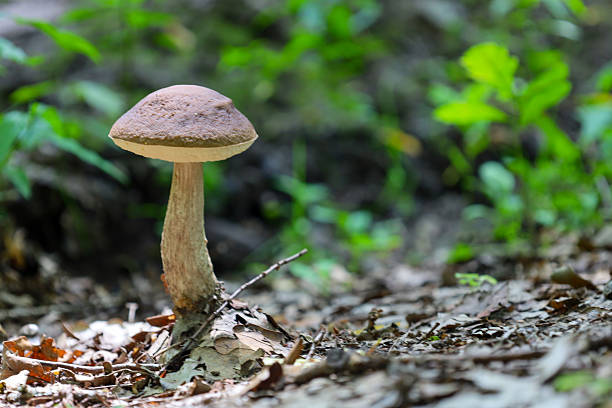 istock A solitary mushroom with a brown cap and a light, speckled stem stands on a forest path covered in fallen leaves. The shot captures the beauty and tranquility of the natural wilderness 2237109164