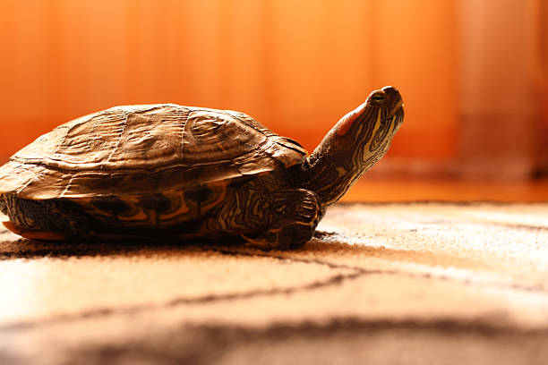 Turtle on indoor carpet: head lifted and warm light emphasizing shell texture and stripes.