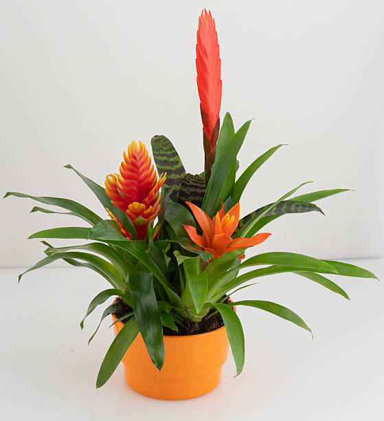 istock Pineapple tree with orange flowers isolated nature background with clipping path 2237110925