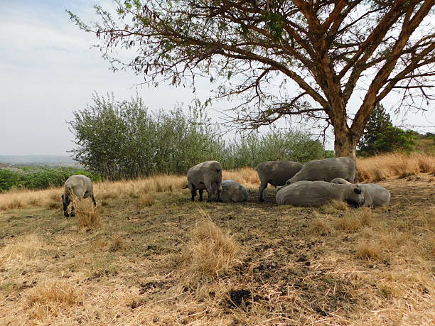 istock A flock of Hampshire Down Sheep Rams huddled together under a dried out partially leafless tree on a golden grass field 2237111763