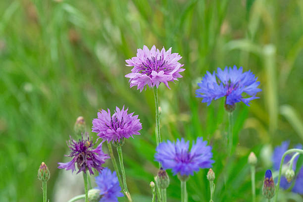 istock Wildflower-Blachelor's Button-Cornflower-Howard County, Indiana 2237112850