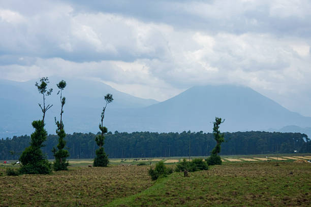 istock Pruned Trees and a Misty Mountain in Rural Rwanda 2237114916