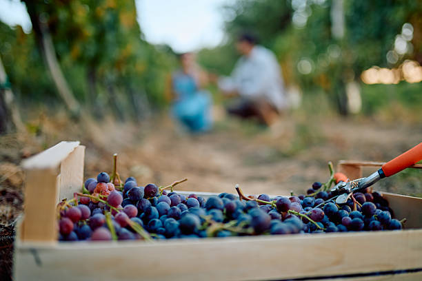 istock Ripening grapes box with people harvesting in vineyard 2237115108