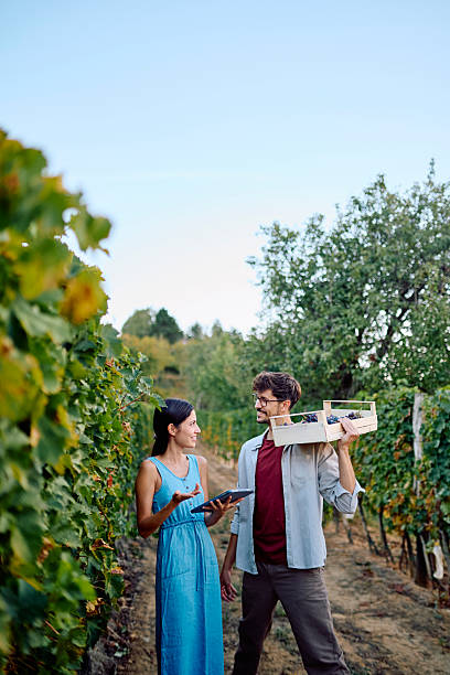 istock Couple doing smart farming in vineyard 2237115162