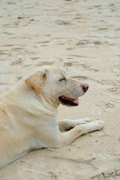 A Labrador retriever lying on a sandy beach, looking relaxed and content.