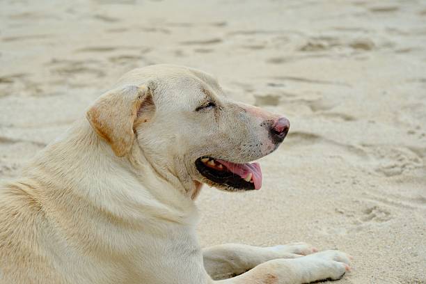 A Labrador Retriever relaxing on a sandy beach, enjoying a sunny day with its tongue out.
