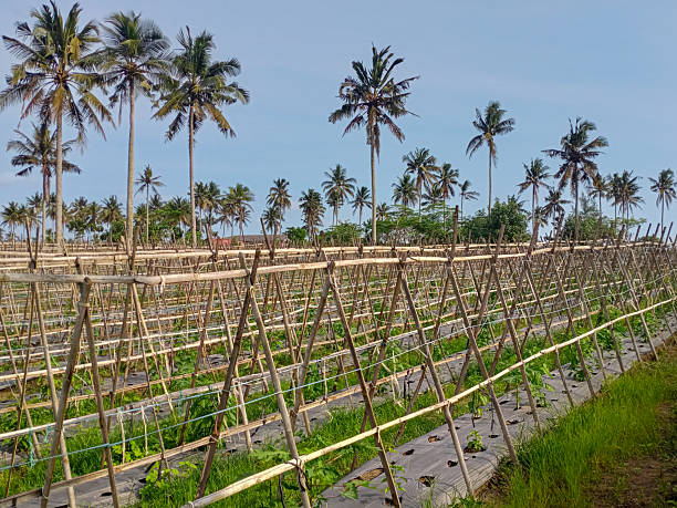 rows of papaya in papaya yard