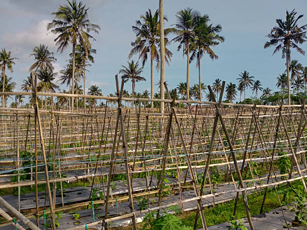 istock rows of papaya in papaya yard 2237117402