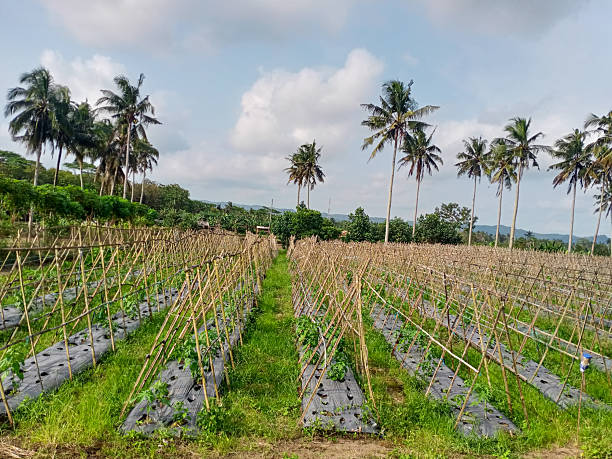 istock rows of papaya in papayayard 2237117403