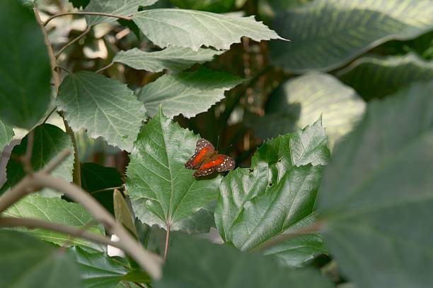 A vibrant butterfly rests on lush green leaves in a natural setting, showcasing the beauty of nature.