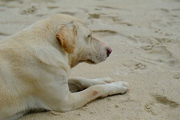 A Labrador retriever relaxing on a sandy beach, showcasing its calm demeanor and light fur against the textured sand.