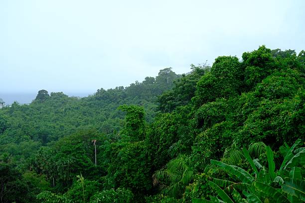 istock Lush Green Tropical Rainforest Landscape 2237119641