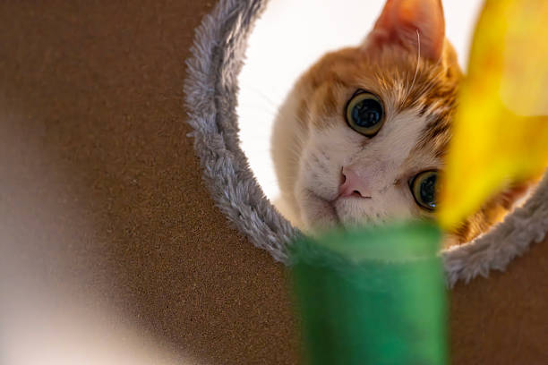 istock a ginger cat peek from the hole and curiously watch the camera 2237119687