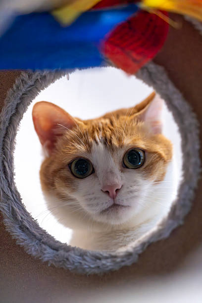 istock a ginger cat peek from the hole and curiously watch the camera 2237119697