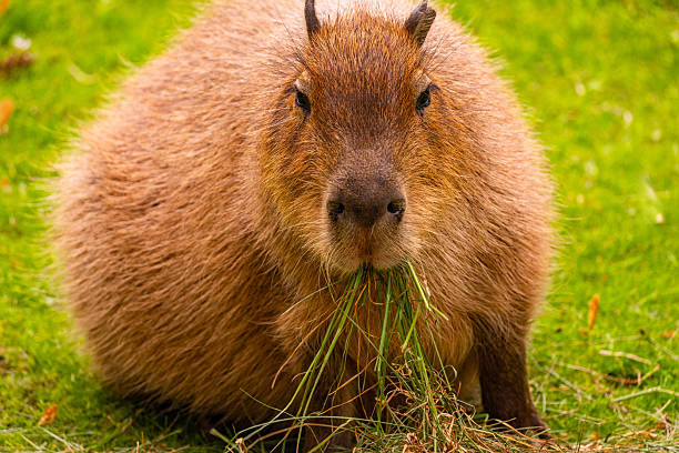 Capybara is comfortably seated on lush green grass, enjoying fresh vegetation in a serene outdoor environment.