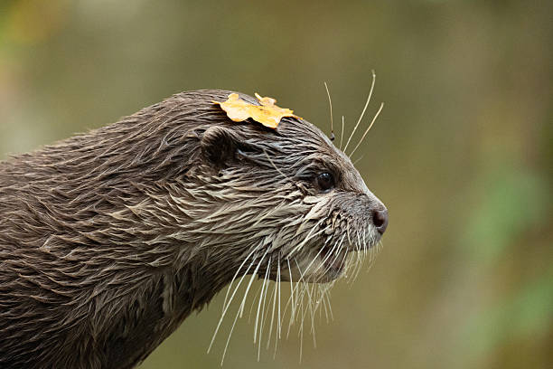 Names: European otter, Eurasian otter, Eurasian river otter, common otter, Old World otter