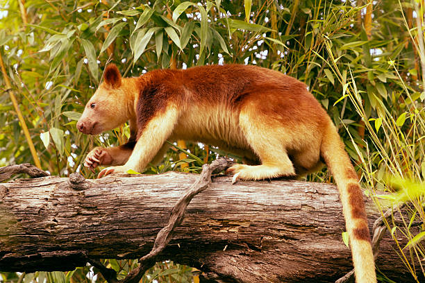 Tree kangaroo is climbing on a log amidst vibrant green foliage in its habitat. Goodfellow's Tree Kangaroo, dendrolagus goodfellowi buergersi