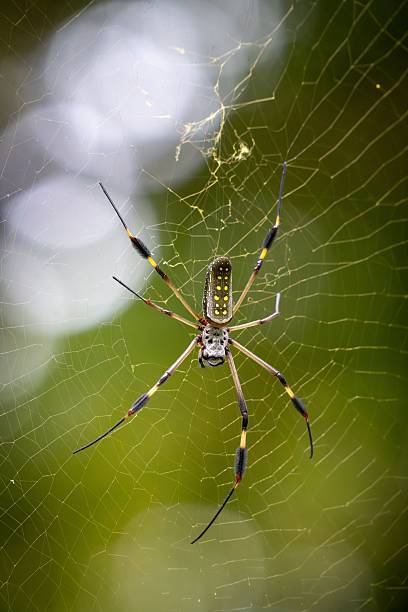 istock Close-up of a spider on its web. 2237122084