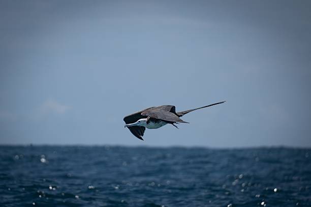 istock Seabird gliding over the ocean 2237122106