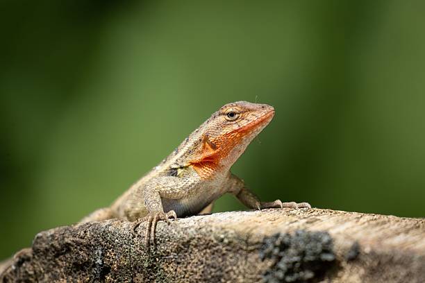 istock Close-up of a small lizard with an orange throat. 2237122242
