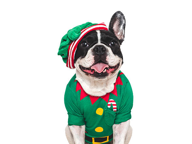istock Cute puppy and Christmas elf costume. Studio shot 2237122365