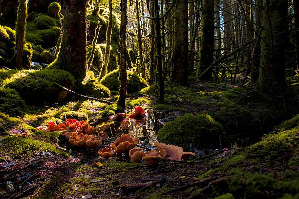 Detail of a little pond with mushrooms in a Norwegian forest at sunset, with contrasting light in one half of the frame.