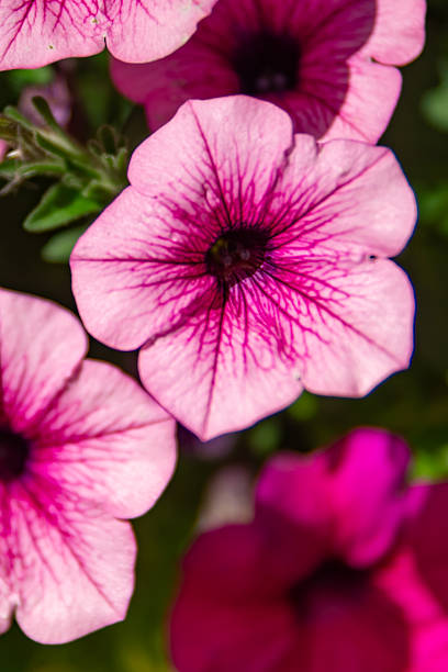 istock Pink petunia flowers close-up 2237125430